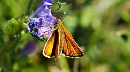 Close-up of an orange and brown skipper butterfly collecting nectar from the purple flower on a...