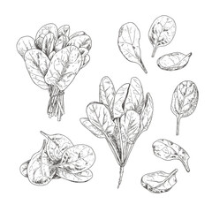 Hand drawn fresh spinach. Set sketches with spinach leaves and spinach bunch.  Vector illustration isolated on white background.