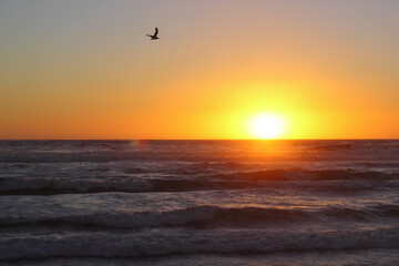 Fototapeta na wymiar gaviota volando por el cielo entre una puesta de sol en la playa
