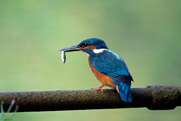 Male kingfisher fishing on perches around the lake