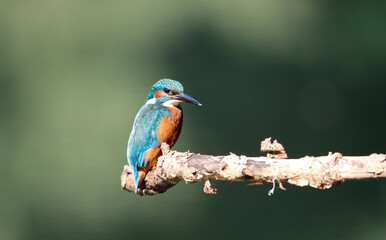 Male kingfisher fishing on perches around the lake