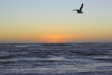Fototapeta na wymiar horizonte, ocaso y una silueta de una gaviota volando