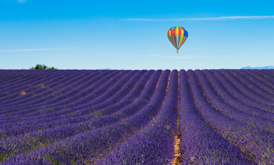 Fototapeta premium balloon flying over the lavender fields of Valensole in France.