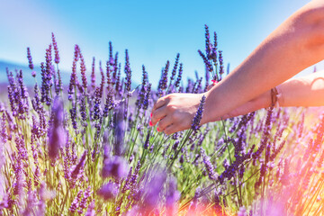 hand holding lavender field