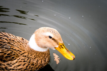 close-up of duck swimming in the lake, a cute little duck in the lake, selective focus.