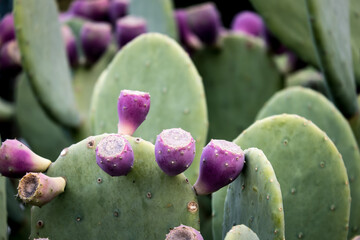 Close-up giant cacti and colorful flowers. Opuntia ellisiana, cactaceae, cactus fruit, selective...