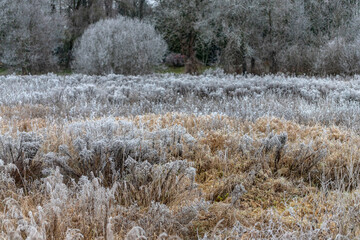 freezing winter morning, meadow grass and reeds covered with frost