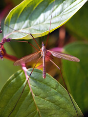 Crane fly summer