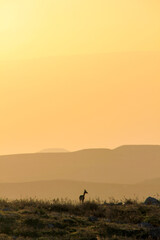 Silhouette of a small deer at sunset in the Dutch nature reserve of the Amsterdamse...