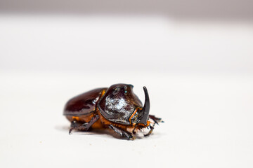 Rhinoceros isolated on white background