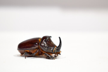 Rhinoceros beetle isolated on white background