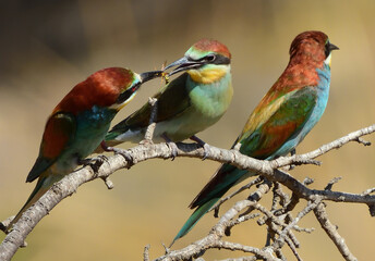 Abejaruco. Bee-eater. Merops apiaster. Multicolor. Abeja. Abispa