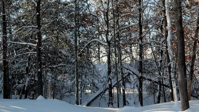 Snow covered bird bath in winter and snowmobiles driving through the nearby forest on a trail.