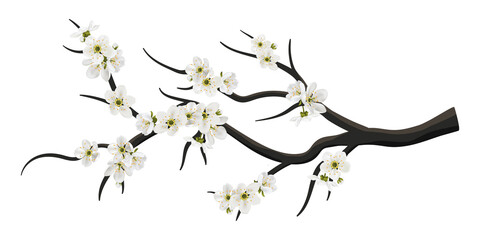 Realistic sakura or cherry blossom on branch. Spring blooming flowers in japan Hanami, white petals vector set for your own design. Cherry, apple tree.