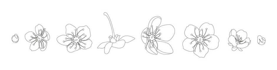 Line illustration sakura or cherry blossom Spring blooming flowers, outline white petals vector set for your own design.