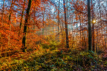 Buchenwald in Oberderdingen