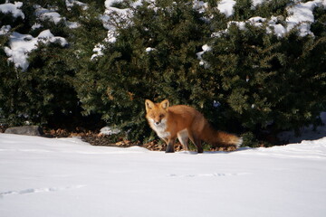 fox in the snow