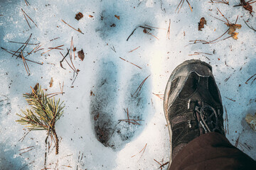 Imprint Of An Elk Trail On Snow. Comparison With Size Of A Person's Feet. Moose Trail On Forest...