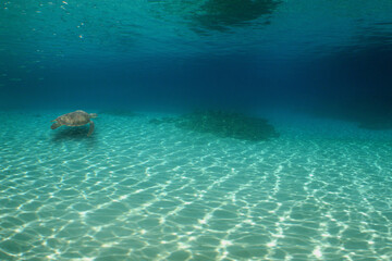 sea turtle, caribbean sea , paradise island