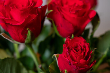 Bukiet róż © Joanna