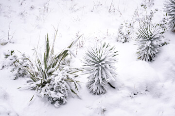 Landscape plants are under the snow.