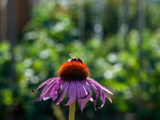 bumblebee collects pollen on a flower in the garden
