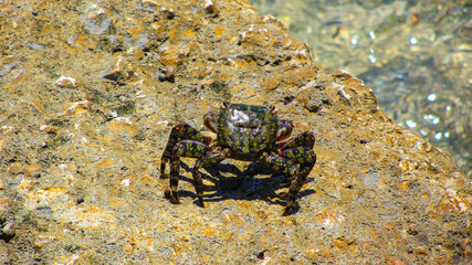 Carcinus aestuarii o Cangrejo del Mediterráneo, El cangrejo mediterráneo común o cangrejo verde mediterráneo es una especie de crustáceo decápodo de litoral.