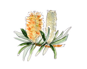 Australia flower sketch. flannel.Isolated on a white background.