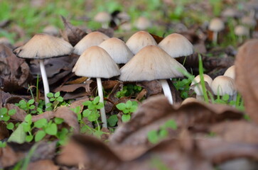 mushrooms in the forest