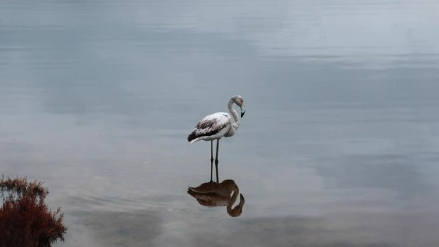 young flamingo with white plumage remains standing in the lake water with the image reflected on the water surface