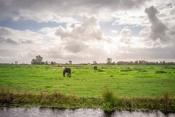 horse  on the Dutch field with windmill