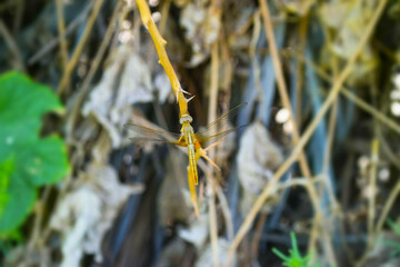 Dragonfly on green plant leaf in garden, insect wildlife animal close up nature flora wallpaper picture