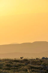 Silhouette of a small deer at sunset in the Dutch nature reserve of the Amsterdamse...