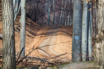 Carriageway in the sunshine, quiet forest, calm scene