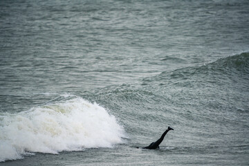 Surfer duck dive waves in cold water in winter, cold hawaii, norre vorupor, Klitmoller and Hanstholm, denmark