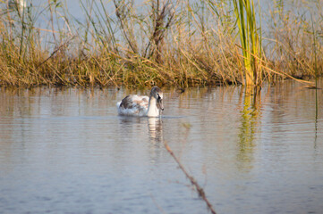 Naklejka na ściany i meble Swan floating on lake closeup view with reed on background