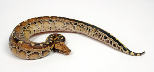 Borneo python, Borneo short-tailed python // Borneo-Kurzschwanzpython (Python breitensteini)
