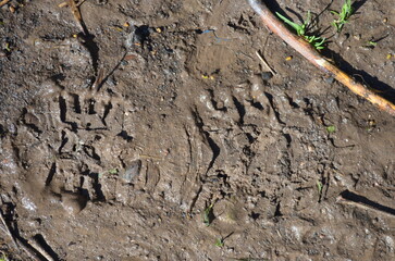 Footprint in the mud