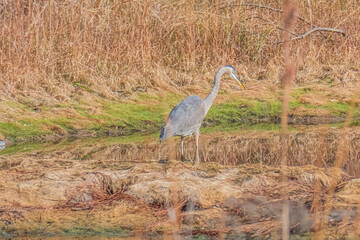 Great Blue Heron