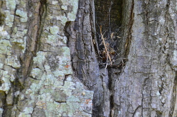 Spiderweb in the bark of a tree