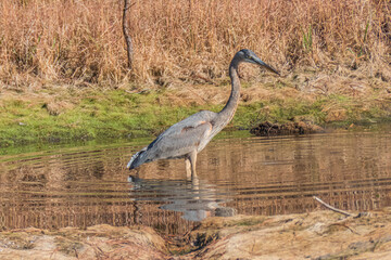 Great Blue Heron