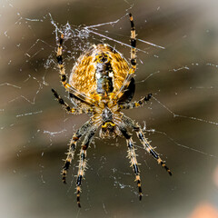 Kreuzspinne
