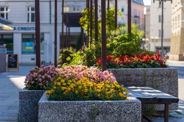 Blooming greenery in the city center.