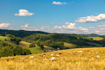 Summer hilly landscape with a herd of cows.