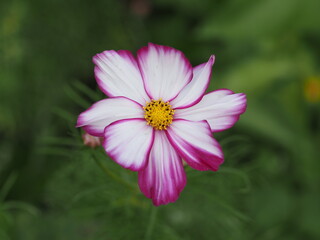 Wunderschöne Schmuckkörbchen im Wildblumenbeet