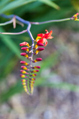 Lucifer plant flowering with a chain of buds going out of focus below it