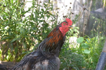 rooster in the farm