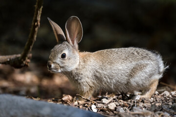 Small rabbit with big ears is crouchd alert and looking for danger in the woods
