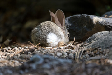 Fluffy cottontail bunny butt on a baby rabbit browsing for food among rocks