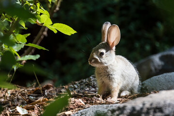 Young bunny giving side eye look while sitting in a rose garden